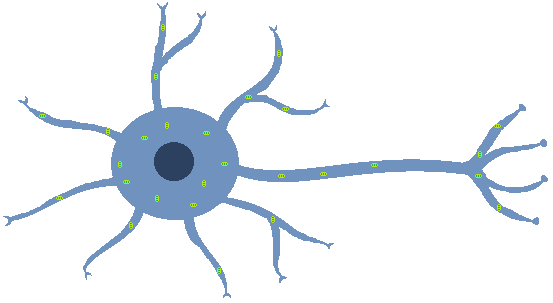 神経細胞（ニューロン）