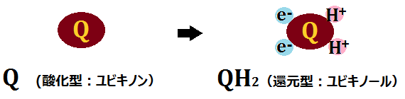 酸化型のユビキノンと還元型のユビキノール